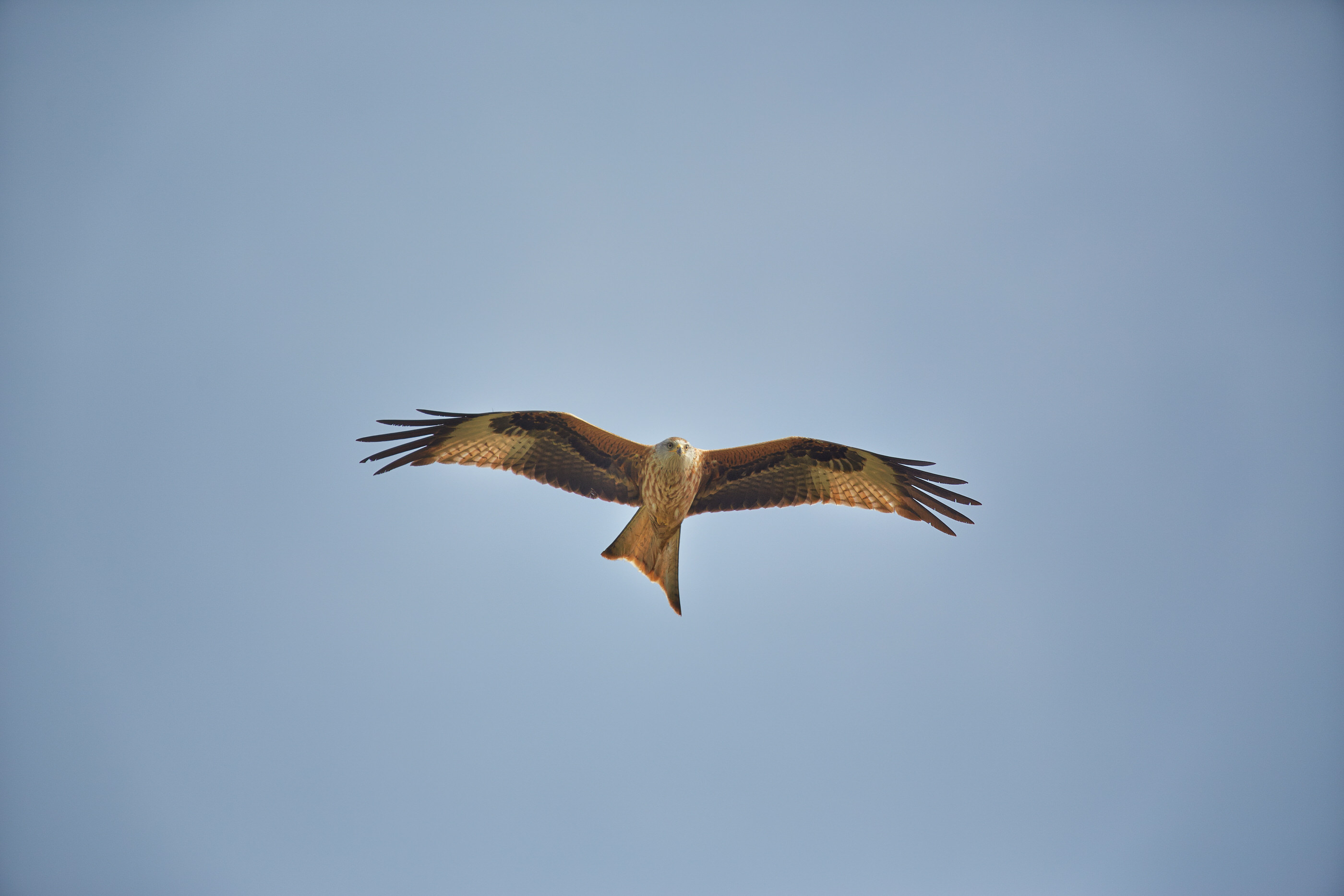 Milvus milvus   Rotmilan   0195